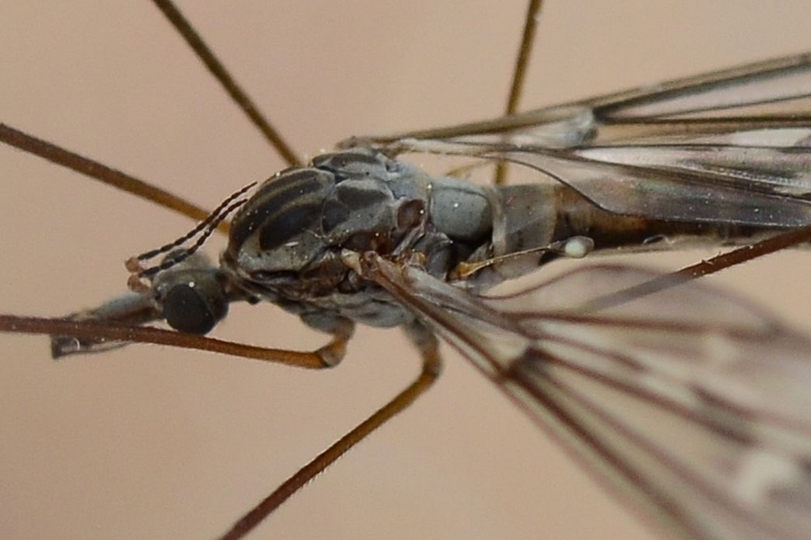 Tipula confusa