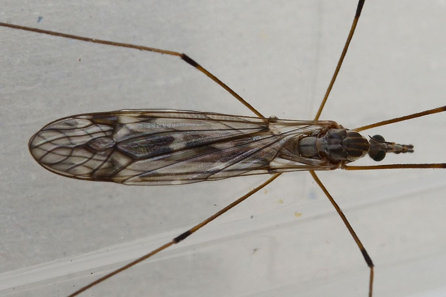 Tipula confusa