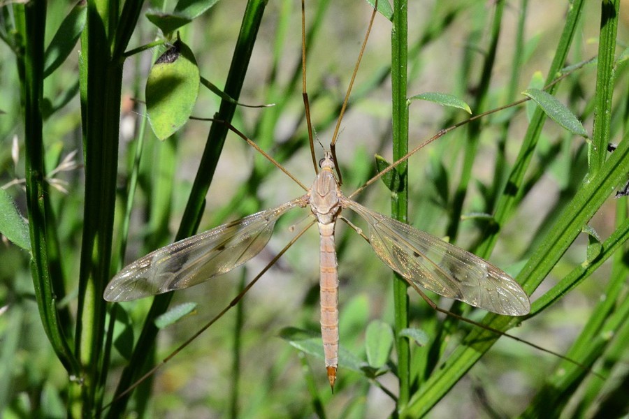 Tipula fulvipennis