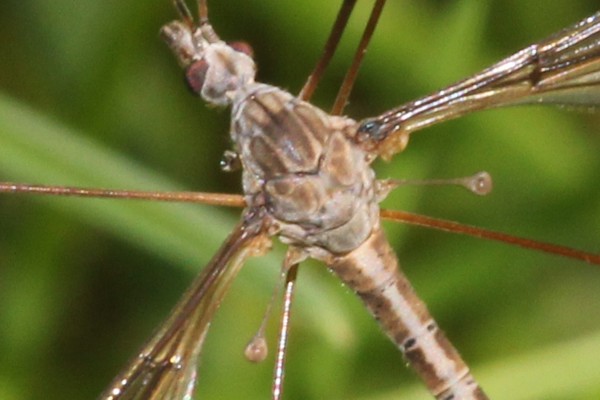 Tipula lateralis