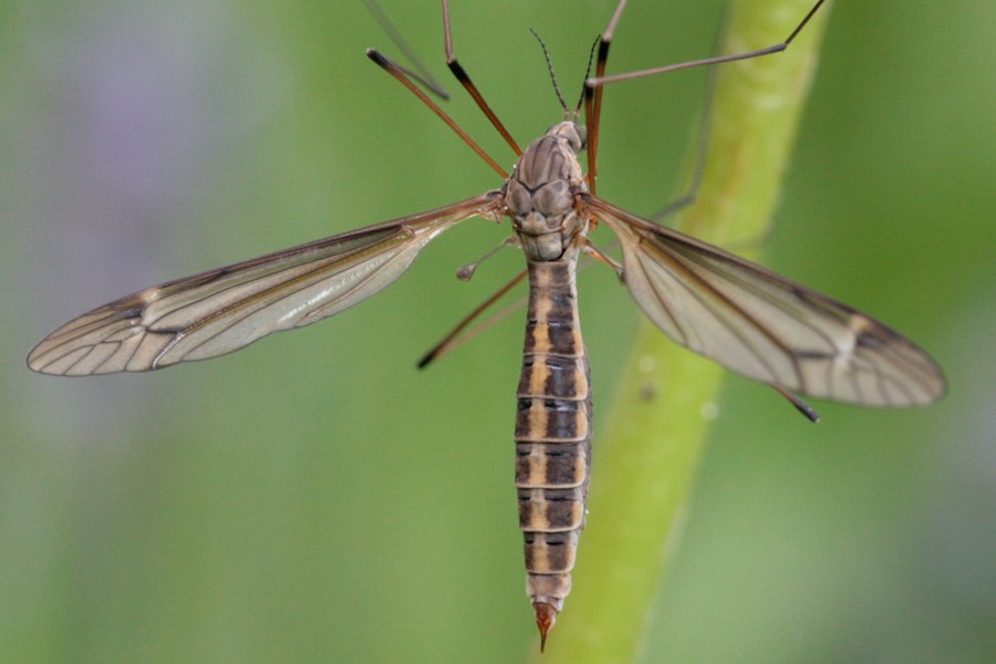 Tipula lateralis