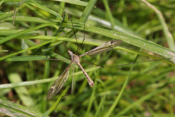 Tipula lateralis