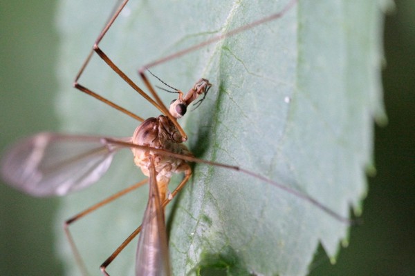 Tipula lunata