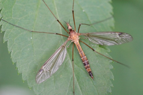 Tipula lunata