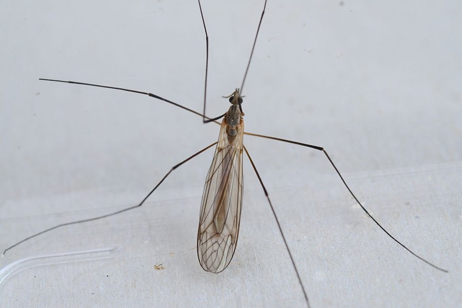 Tipula pagana