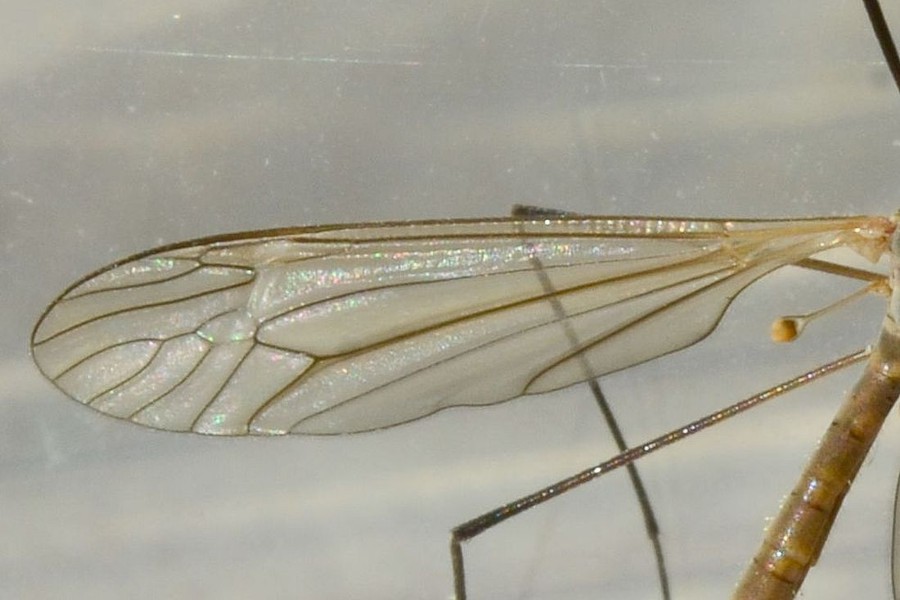 Tipula pagana