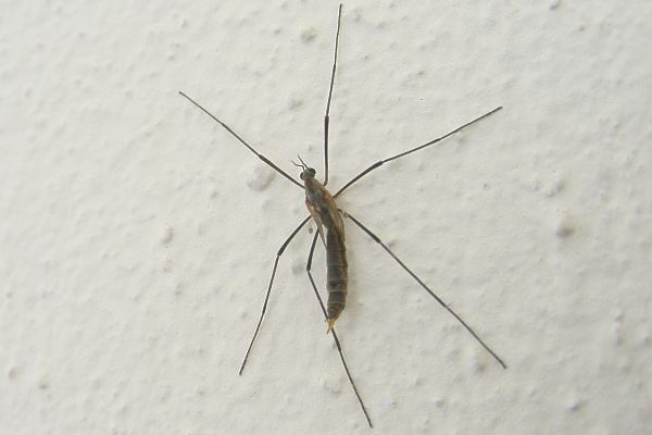 Tipula pagana