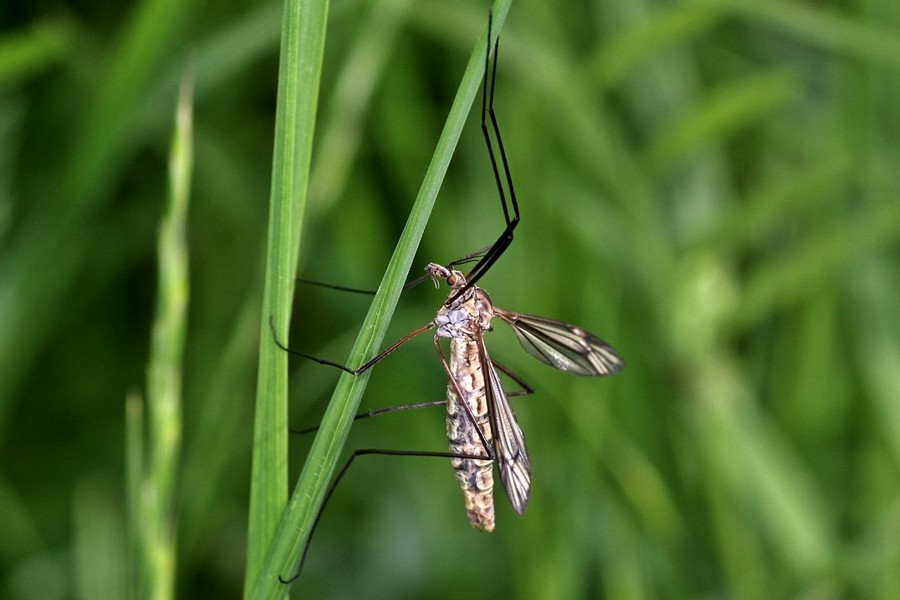 Tipula varipennis