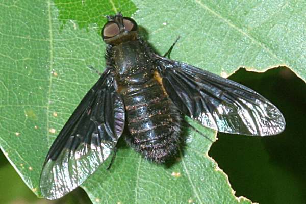 Hemipenthes morio