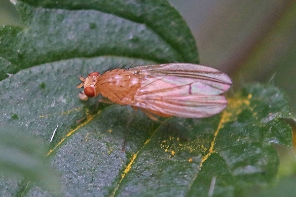 Tricholauxania praeusta