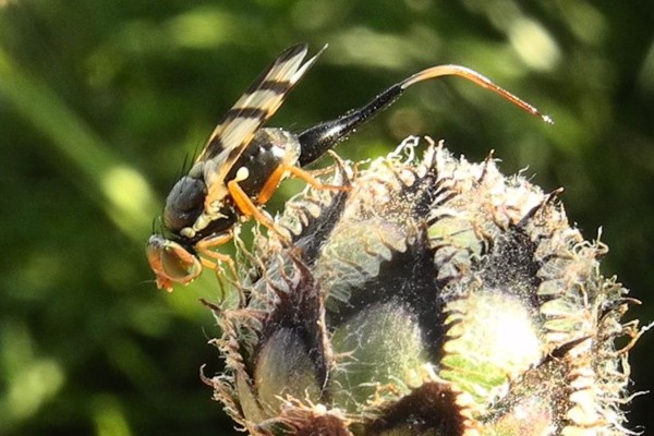 Urophora cuspidata