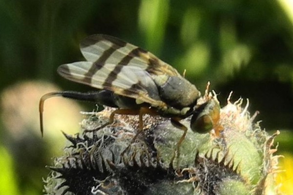 Urophora cuspidata