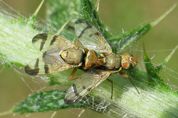 Urophora stylata