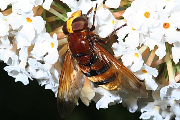 Hornissen-Schwebfliege