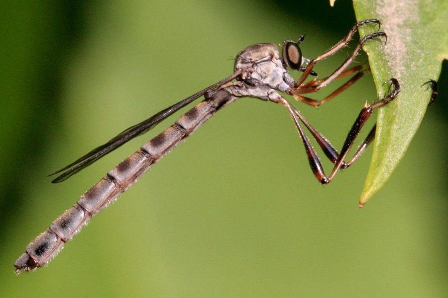 Wald-Schlankfliege