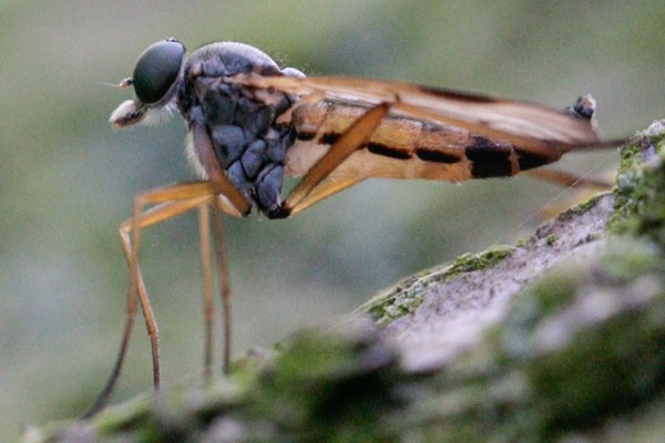 Schwarzfüßige Schnepfenfliege