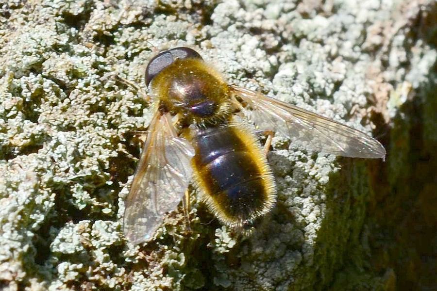 Weiden-Erzschwebfliege