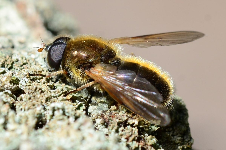 Weiden-Erzschwebfliege