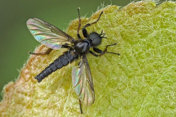 Wollige Haarmücke