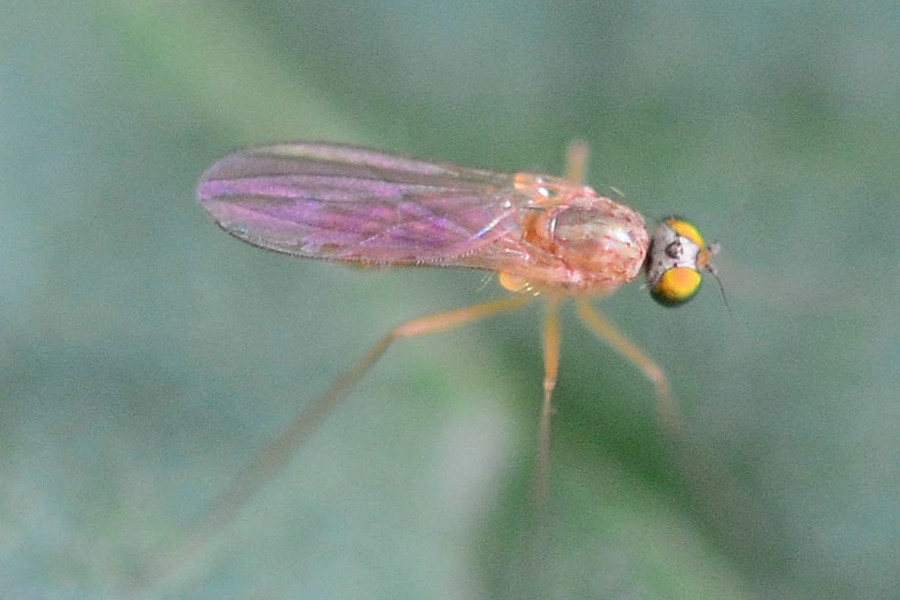 Xanthochlorus tenellus