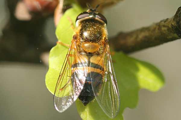 Zweiband-Wiesenschwebfliege