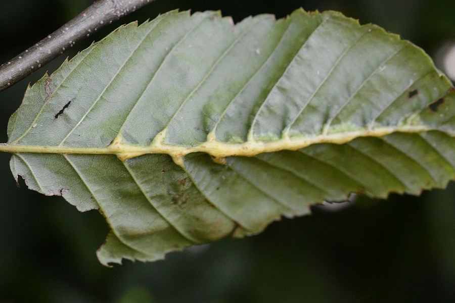 Zygiobia carpini