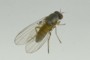 Agathomyia unicolor