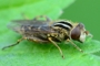 Anasimyia interpuncta