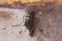 Aedes japonicus