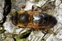 Eristalis similis