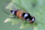 Callomyia amoena