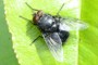 Calliphora vomitoria