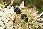 Chrysotoxum bicinctum