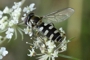 Melangyna umbellatum