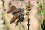 Empis borealis