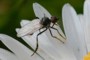 Empis caudatula