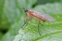 Empis trigramma