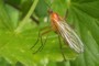 Empis univittata