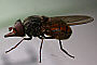 Rhingia campestris