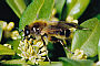 Brachypalpus valgus