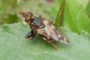 Myopa tessellatipennis