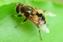 Eristalis lineata