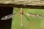 Tipula vittata