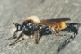 Laphria flava