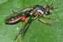 Dioctria hyalipennis