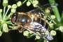 Eristalis pertinax