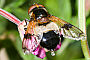 Volucella pellucens