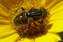 Eristalinus aeneus