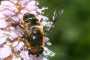 Eristalis rupium