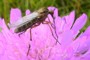 Empis livida